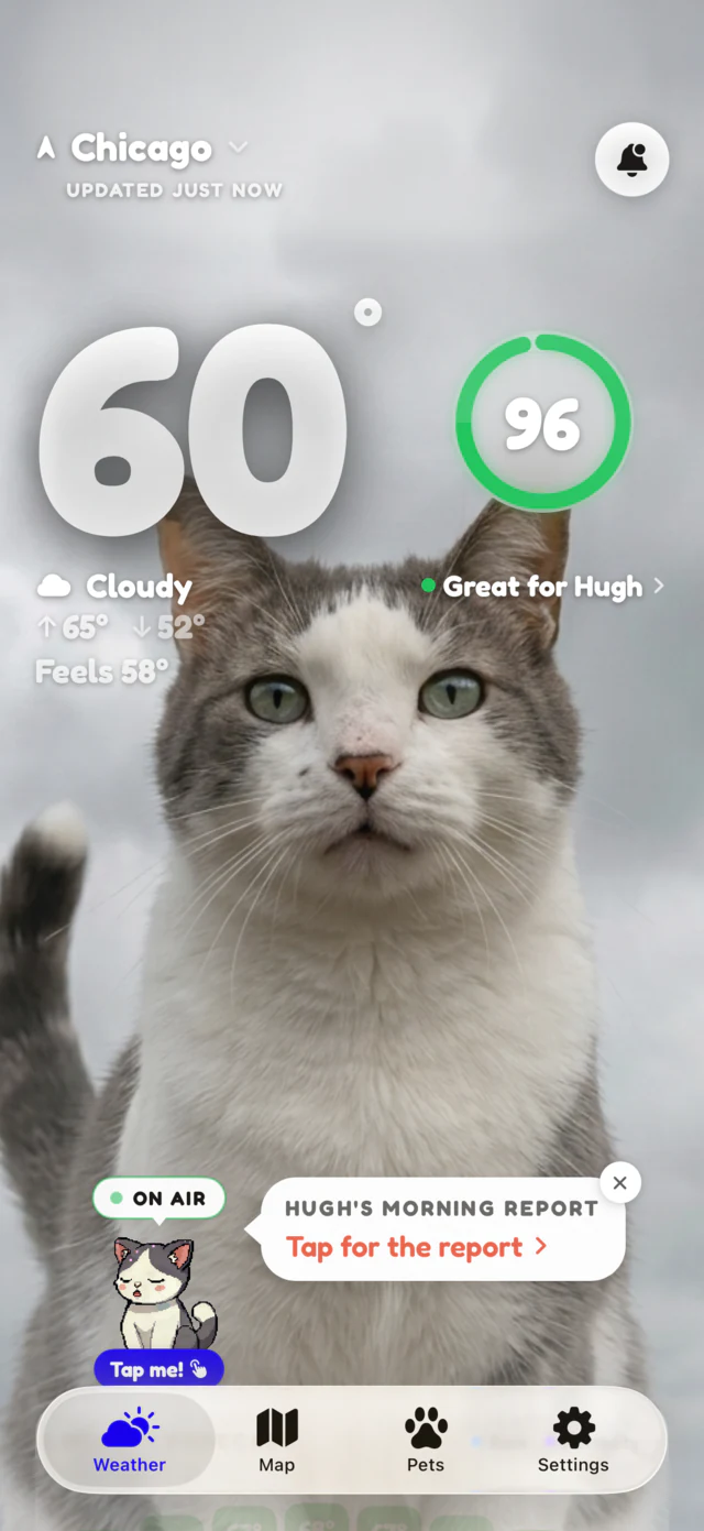 Cloudy scene: Hugh the cat under grey skies at 60 degrees
