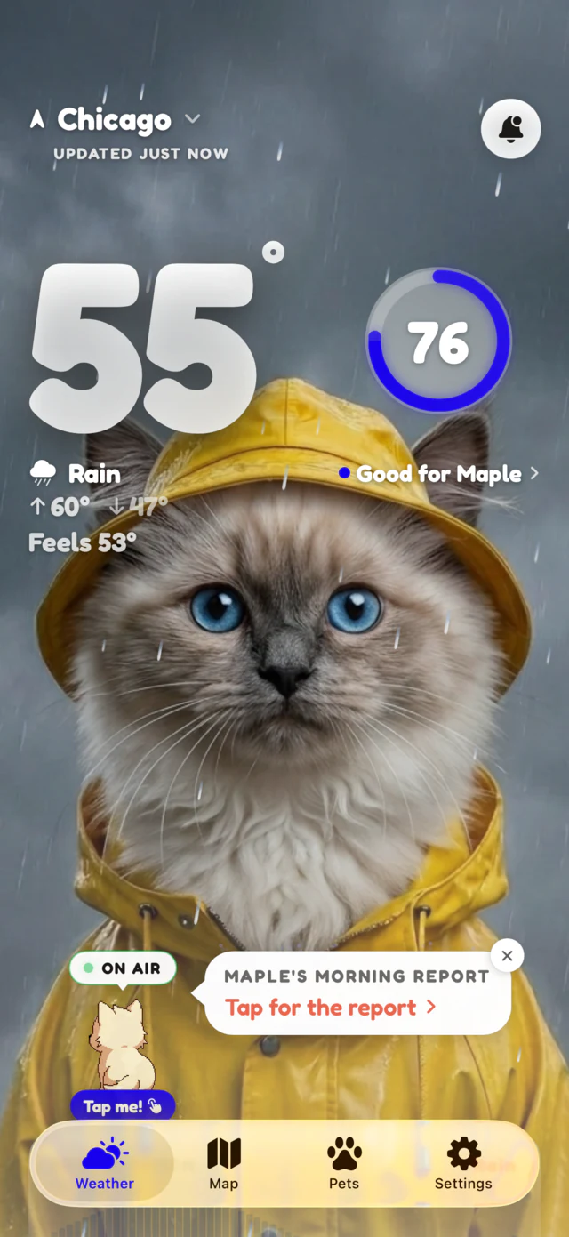 Rain scene: Maple the ragdoll cat watching the rain at 55 degrees