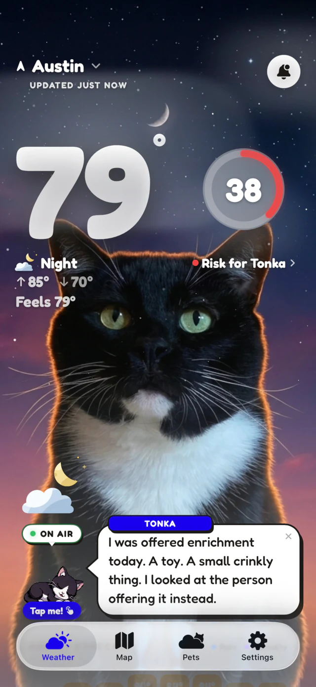 Night scene: Tonka the tuxedo cat on a muggy 79 degree night