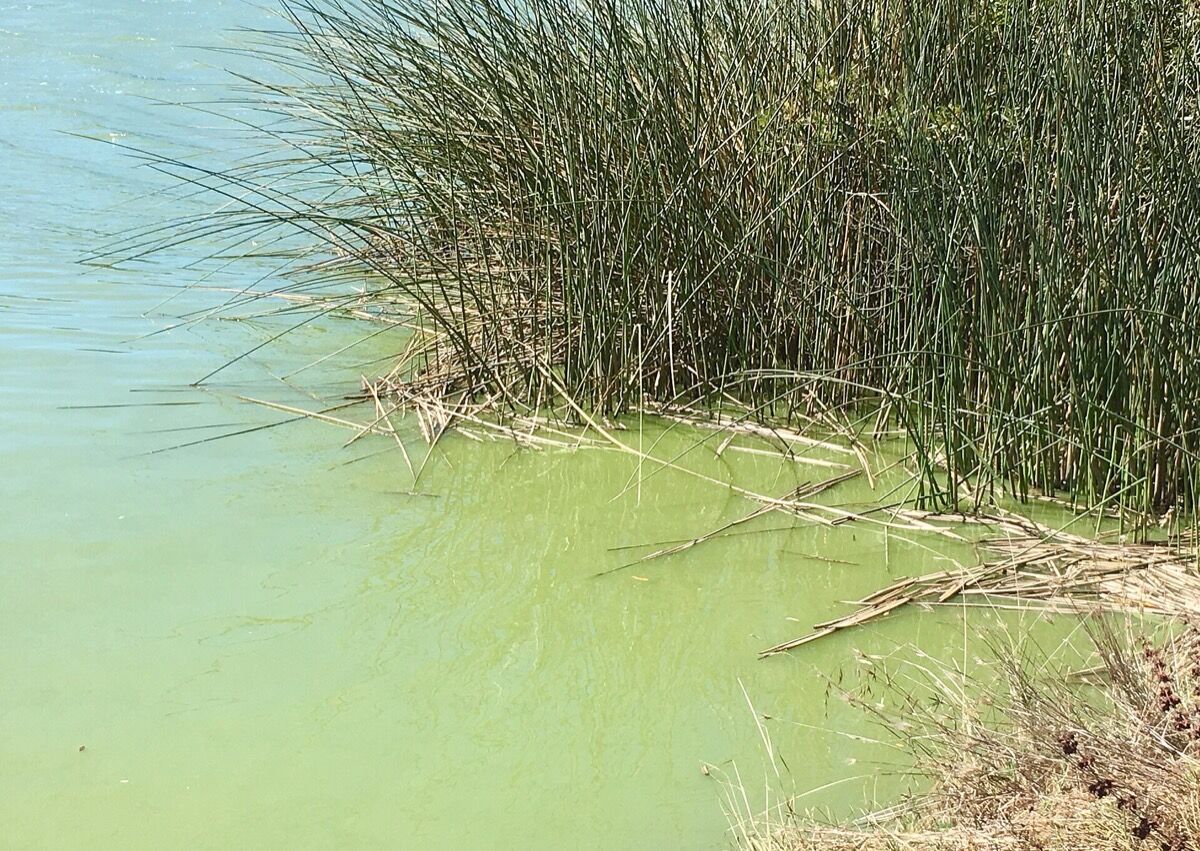 A lake surface covered in a bright green blue-green algae bloom
