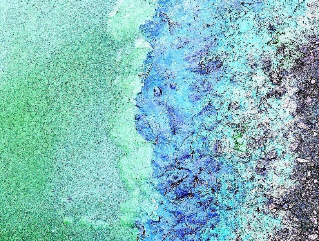 Blue-green algae scum accumulated along a lake shoreline