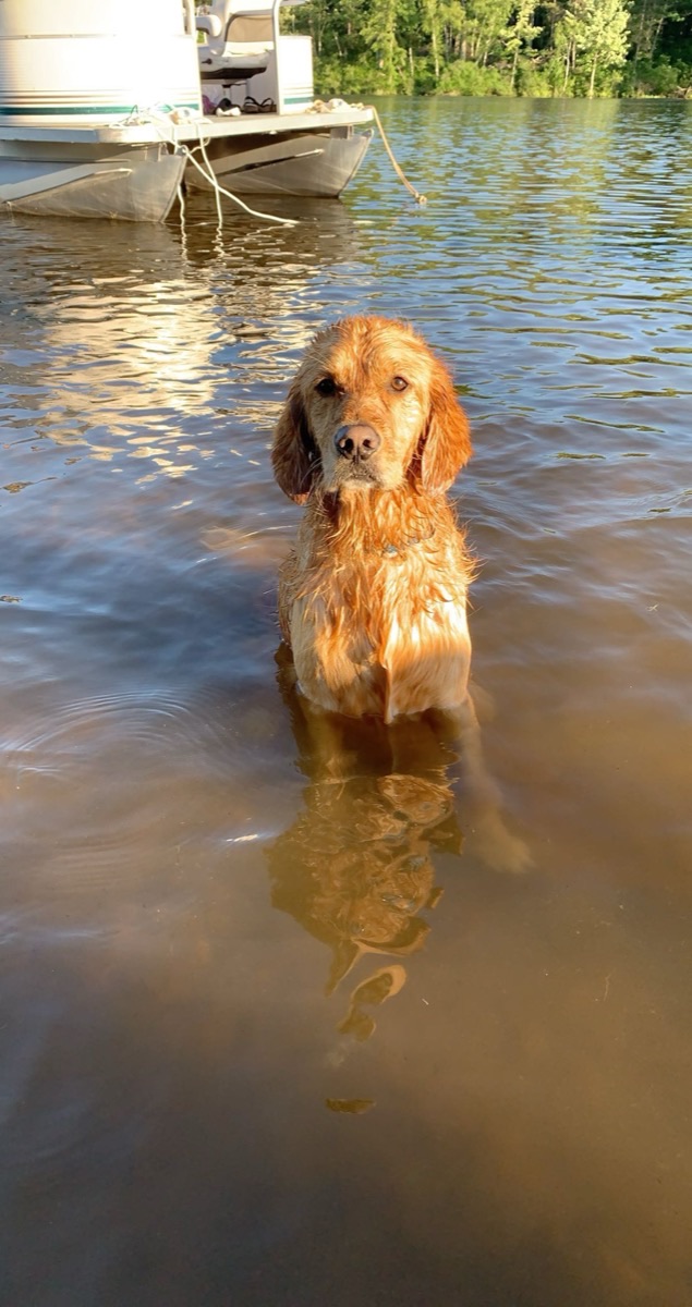 A golden retriever swimming in a lake with its head above the water