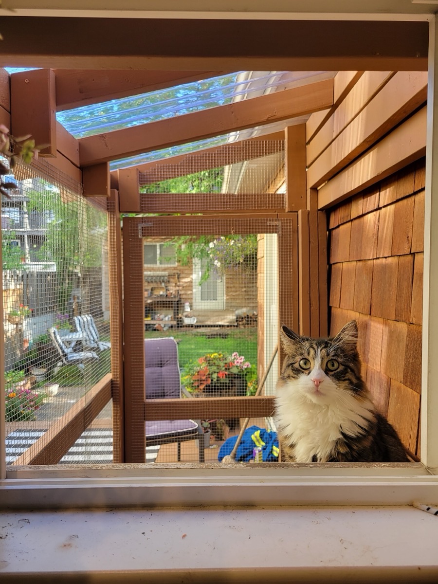 A cat sitting in the window opening of a wooden catio with a translucent polycarbonate roof panel and wire mesh walls