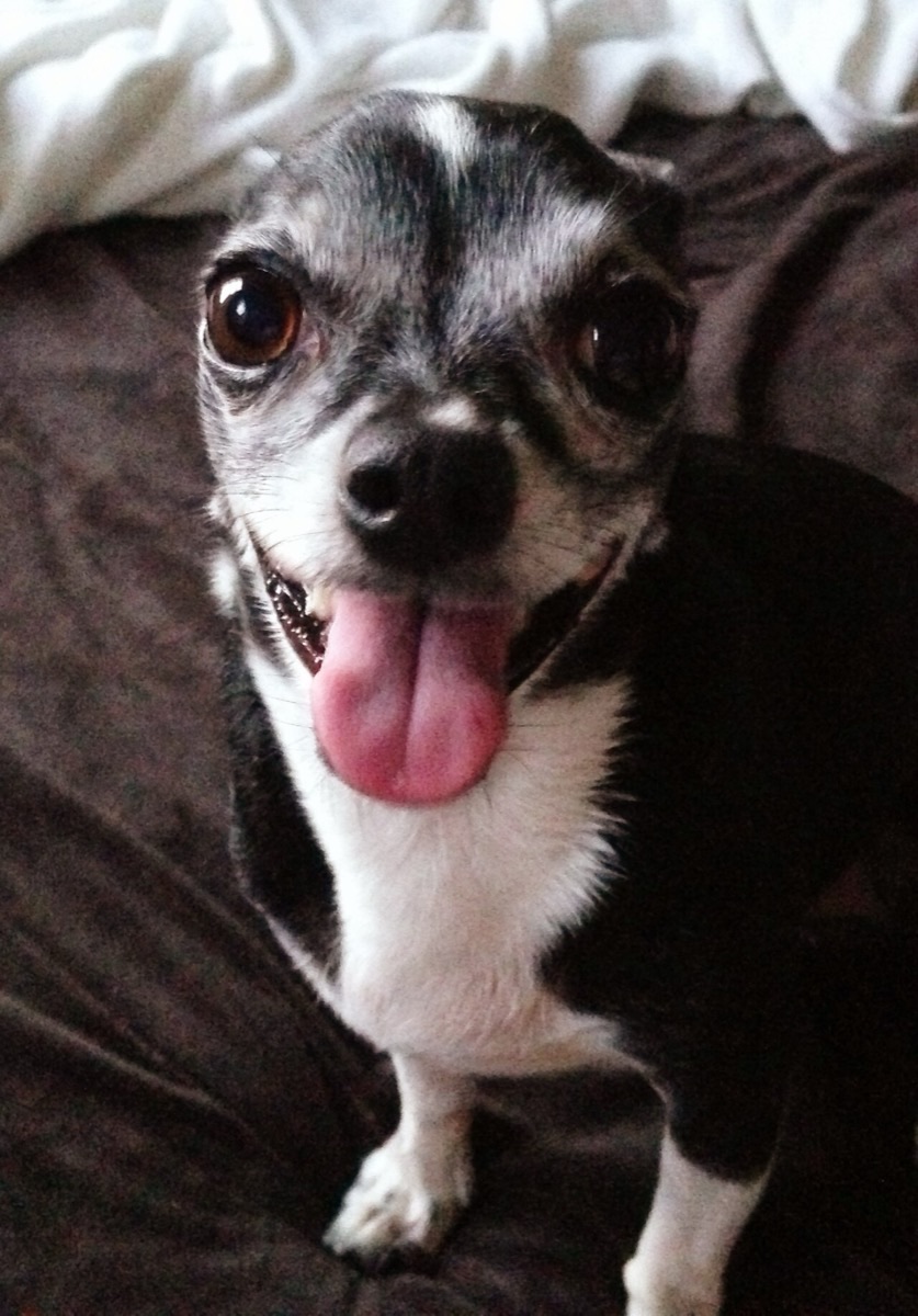 A dog panting with its tongue out on a hot day