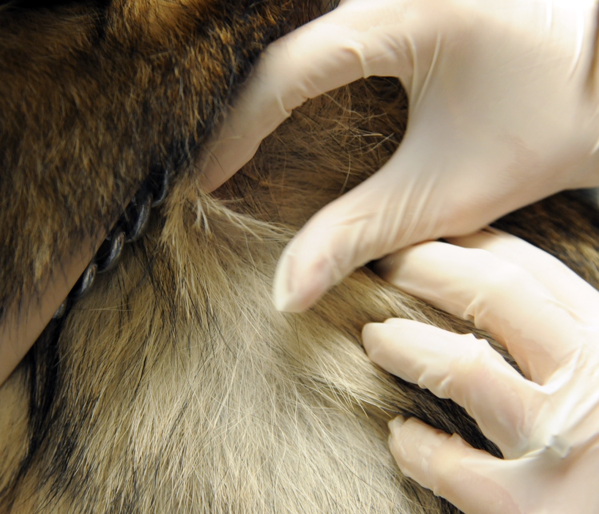 A veterinarian examining a dog during a clinic visit