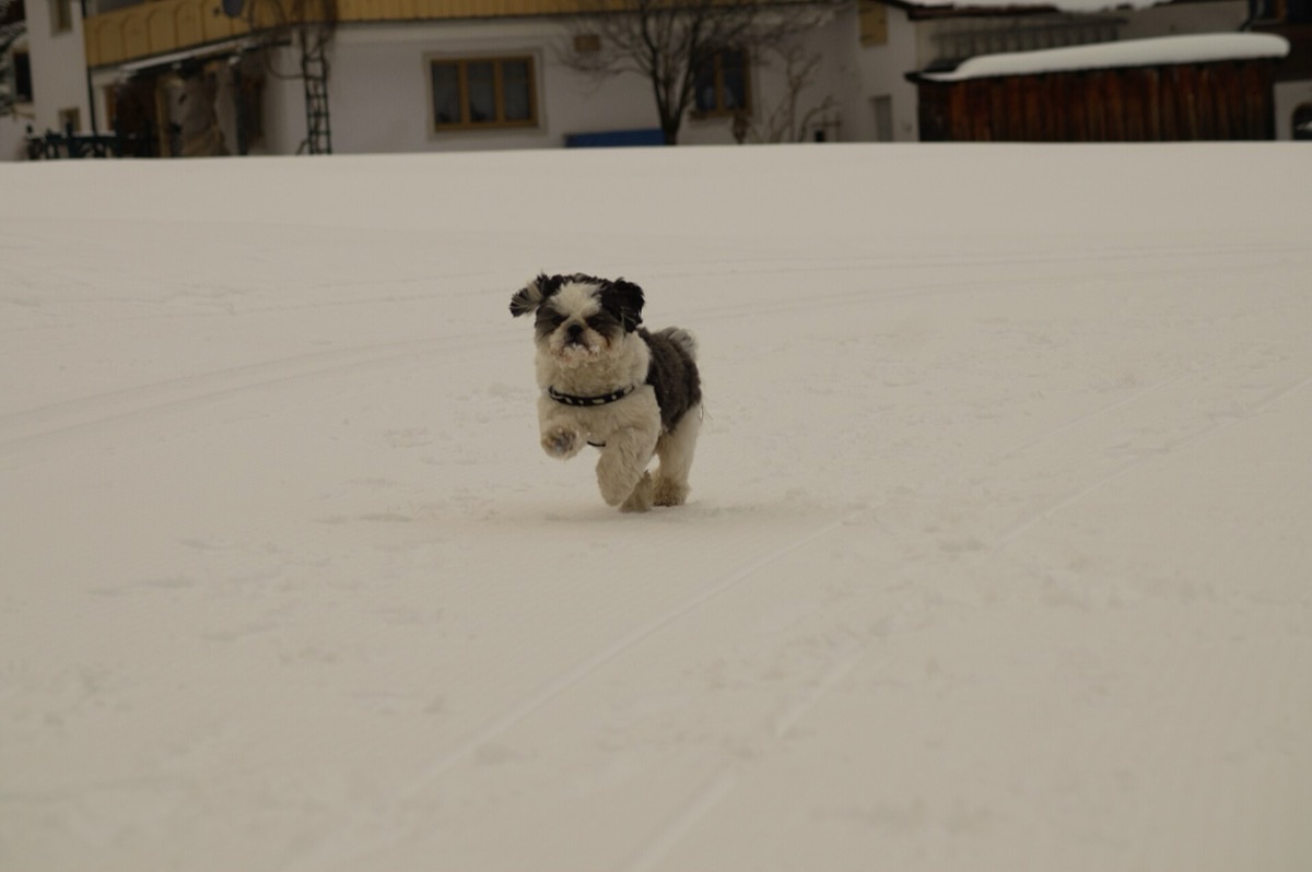 A small shih tzu running across deep snow, moving fast enough that muscle activity is generating heat