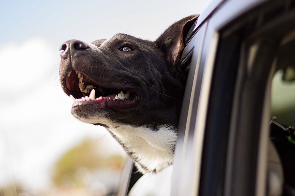 A dog sitting inside a parked car, looking out through the window