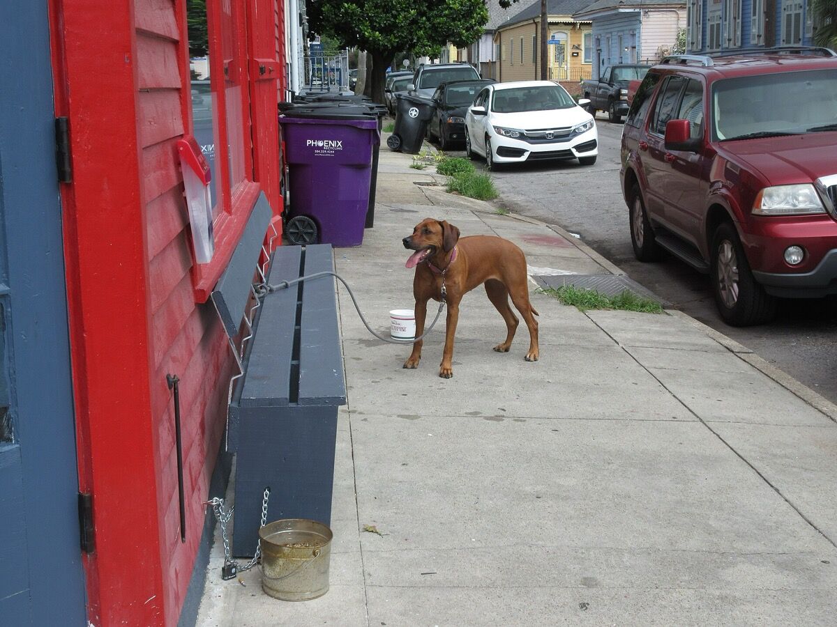 A dog waiting on the sidewalk outside a neighborhood bakery cafe
