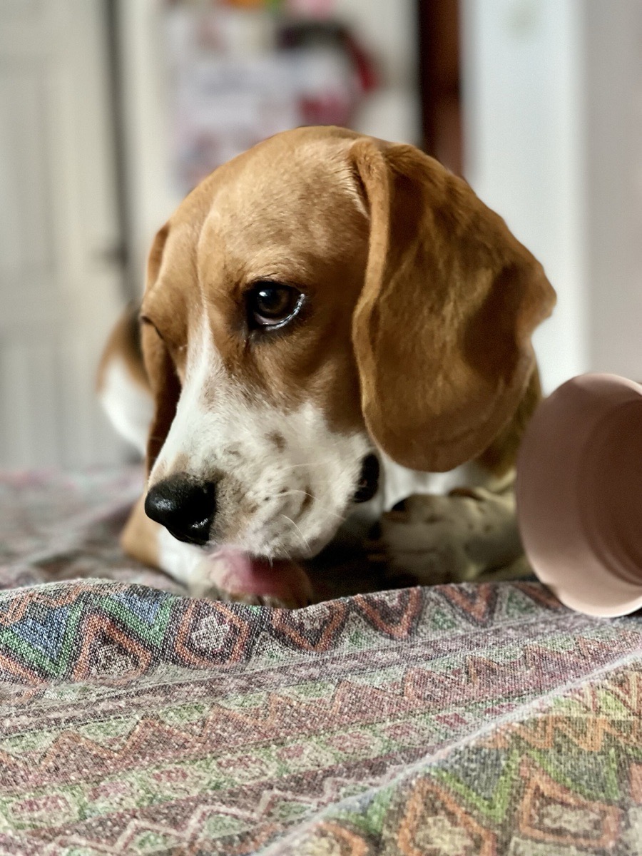 A beagle lying down licking her front paws