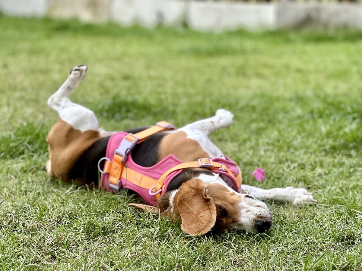 A beagle rolling on its back in late summer grass