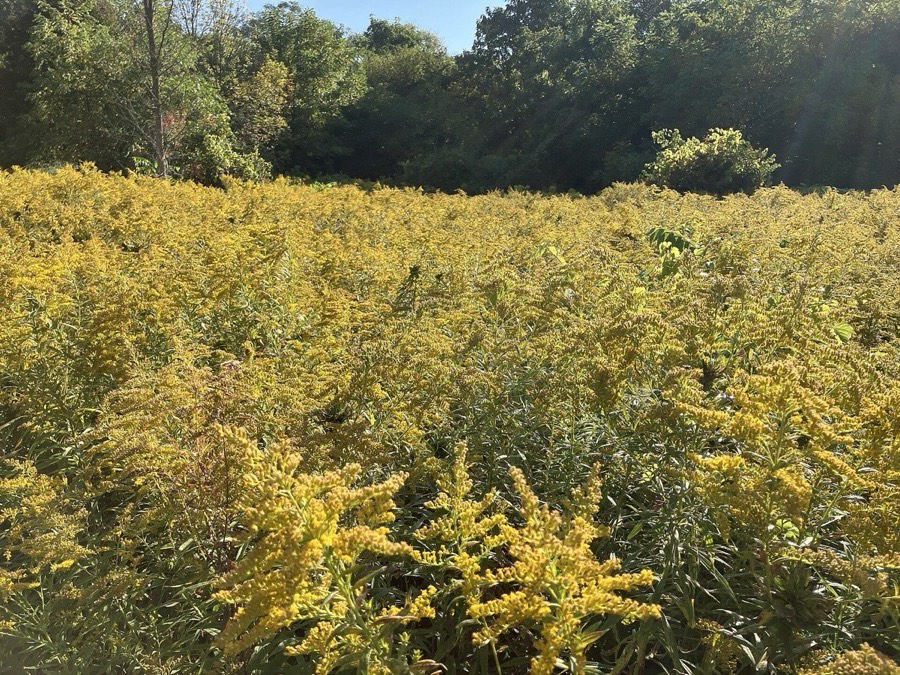 Bright yellow Canada goldenrod flowering in early autumn