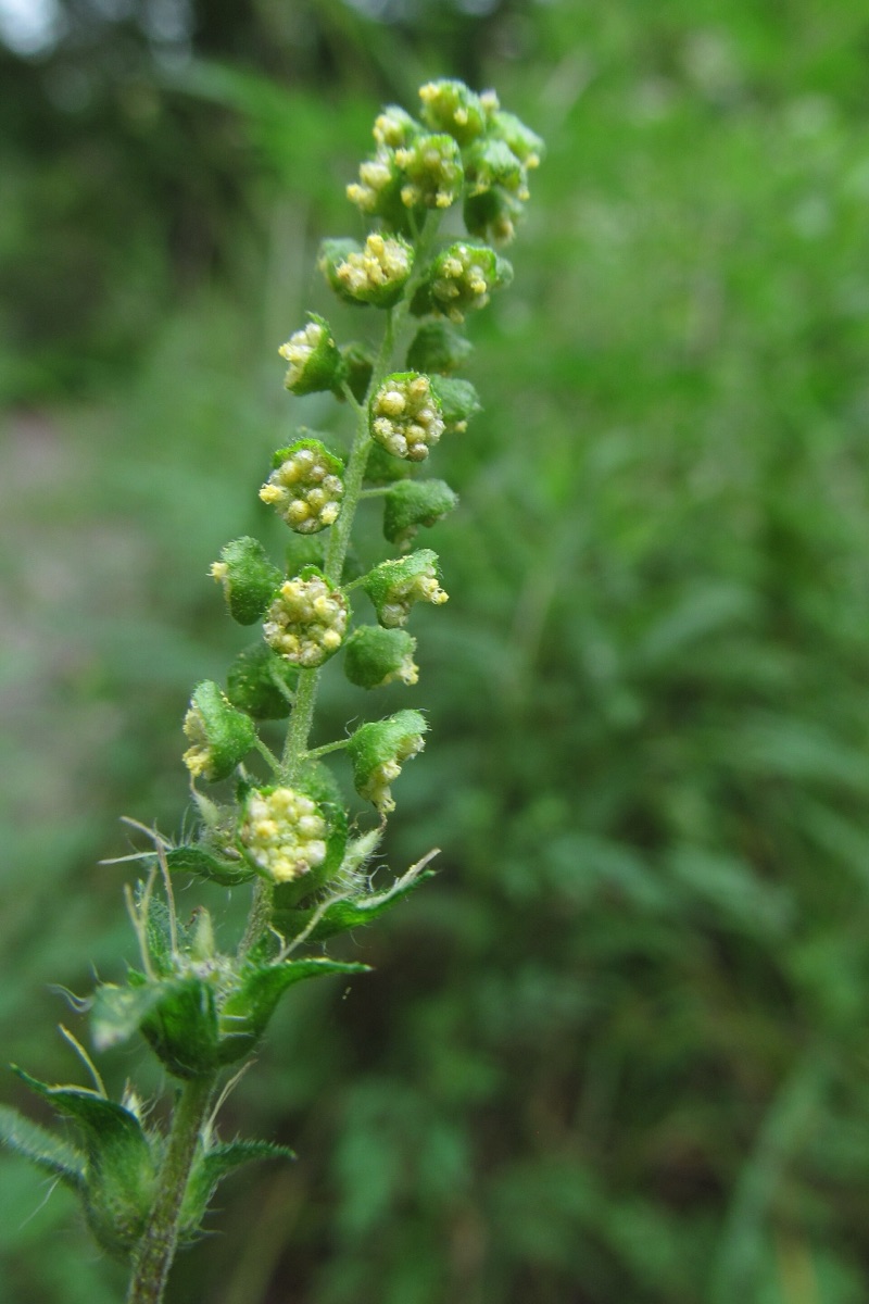 Common ragweed plant in bloom with green flower spikes and deeply divided leaves