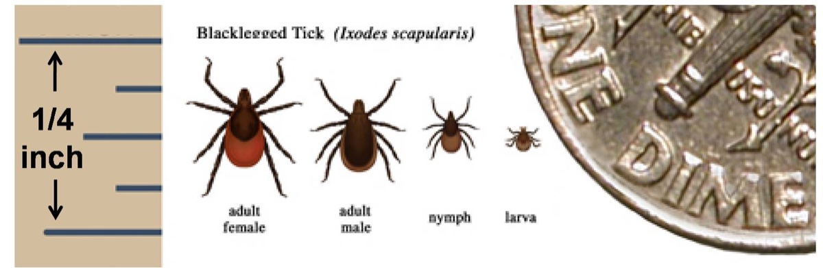 Size comparison chart of blacklegged tick adult female, adult male, nymph, and larva next to a dime
