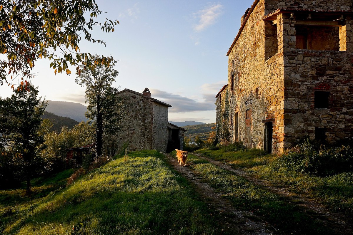Golden retriever walking down a grassy path between stone buildings in autumn light