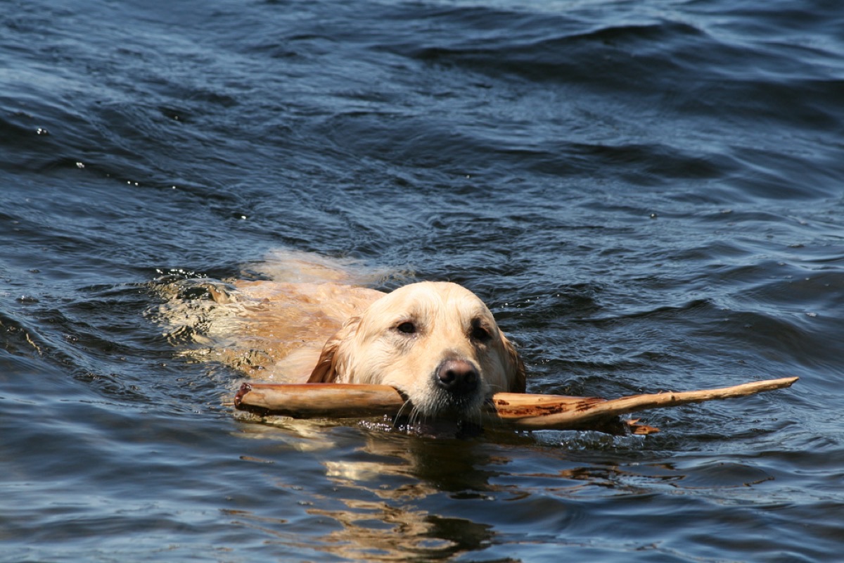 A Labrador swimming back to shore carrying a stick, the classic autumn retrieve