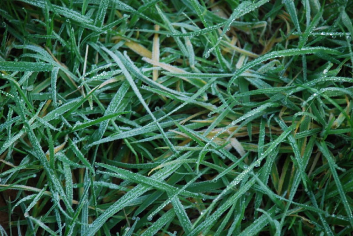 Heavy hoar frost covering grass on an autumn morning, the first hard frost of the season