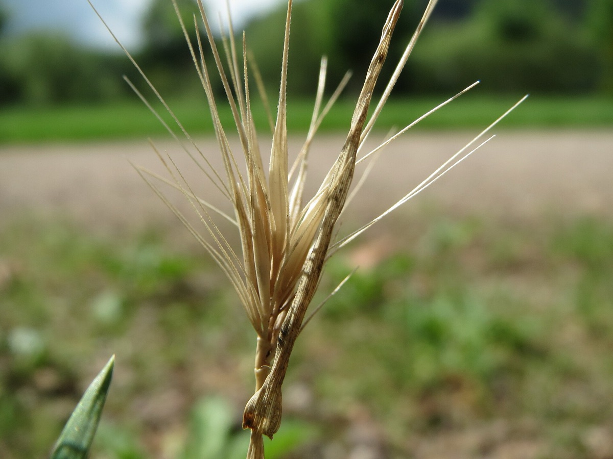 Close-up of a single dried barley seed head showing the sharp base and long backward-pointing awns