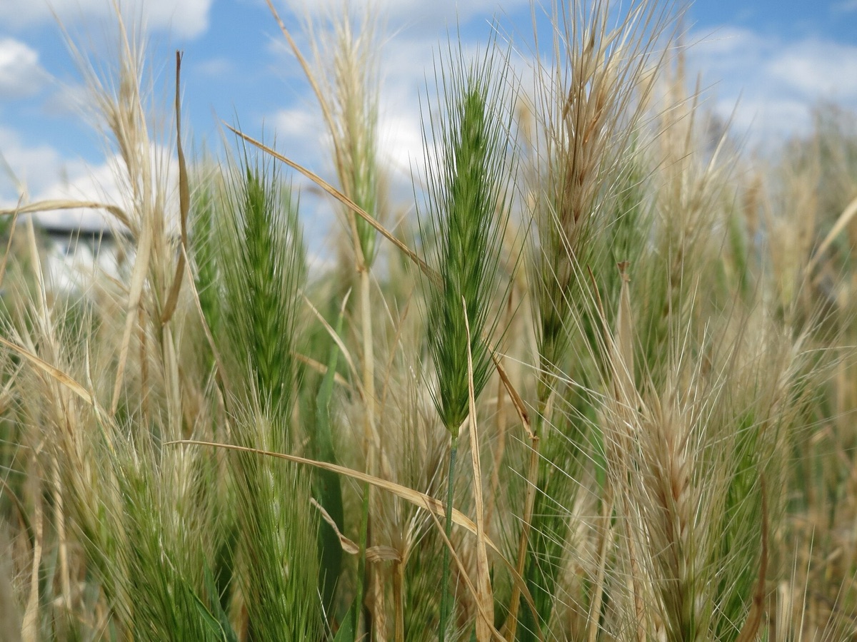 A stand of barley grass with most seed heads cured to pale straw and one still green