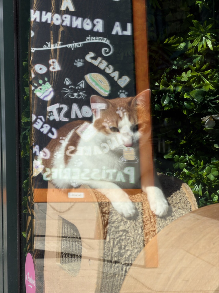 A cat resting by a sunny window on a summer day