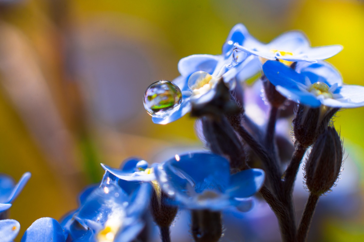 Forget-me-not flowers in bright sunlight with dew on the petals