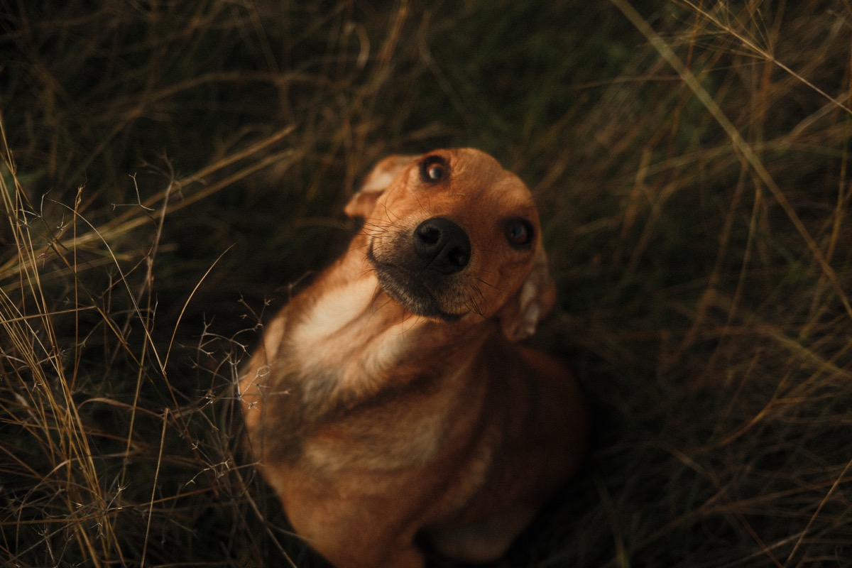 A dog looking up in a field of tall grass at golden hour