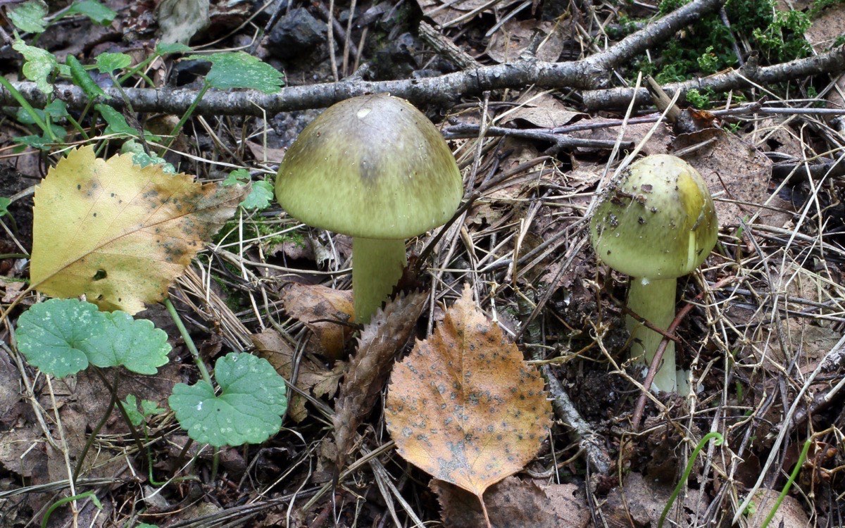 Two death cap mushrooms, Amanita phalloides, with pale greenish caps growing in autumn leaf litter