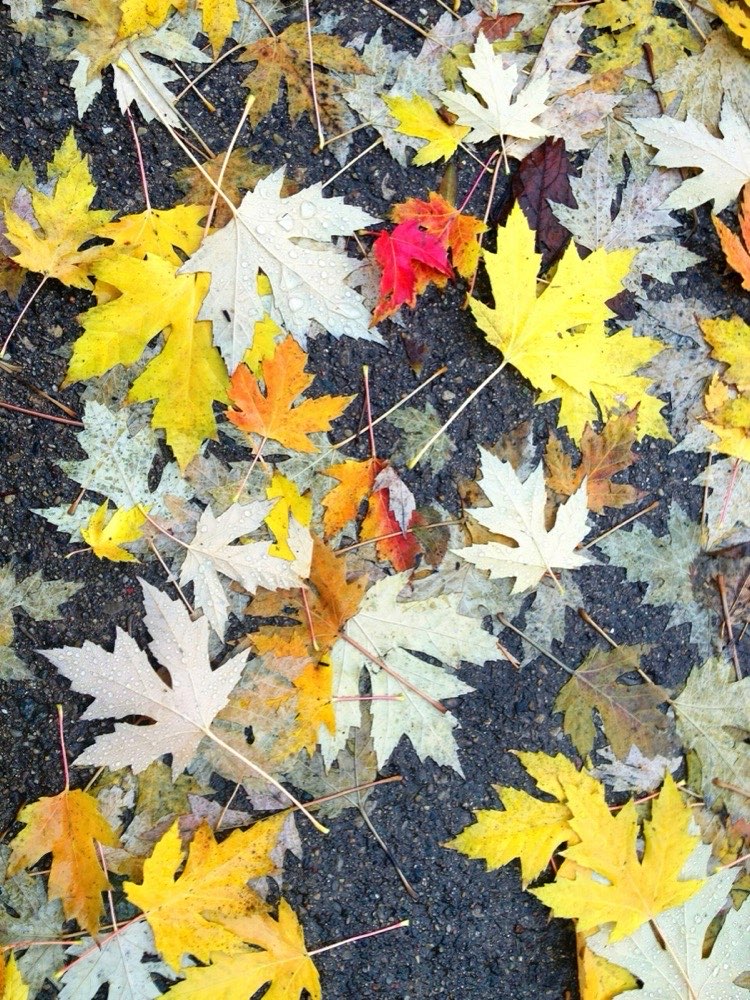 Wet fallen autumn leaves matted flat on wet pavement after rain