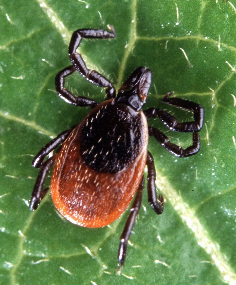 Close-up of an adult deer tick, the blacklegged tick that spreads Lyme disease