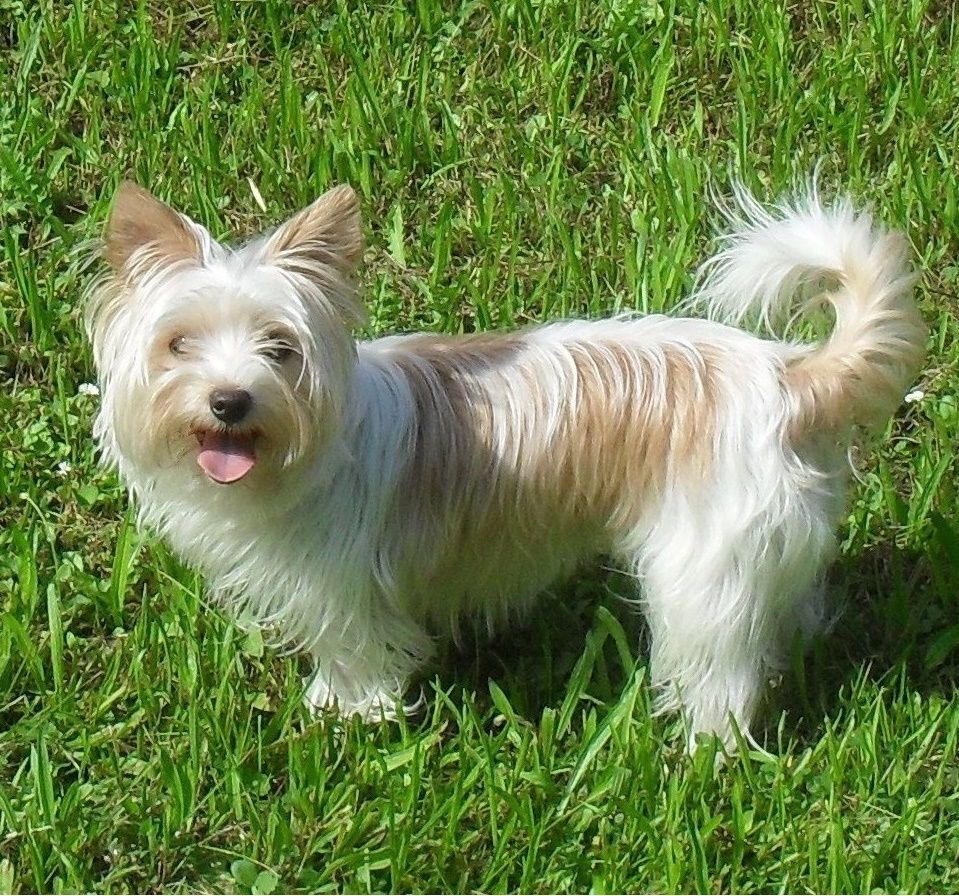 A small dog panting with its tongue out
