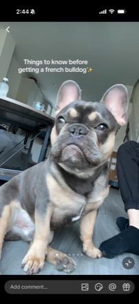 Real photo of Frenchy