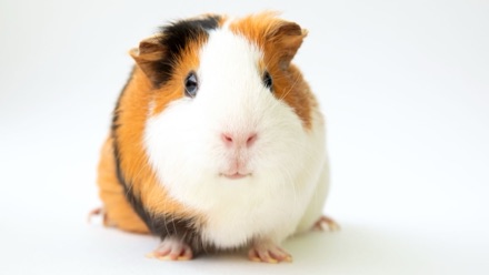 Real photo of Guinness