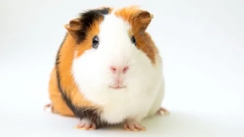 Real photo of Guinness