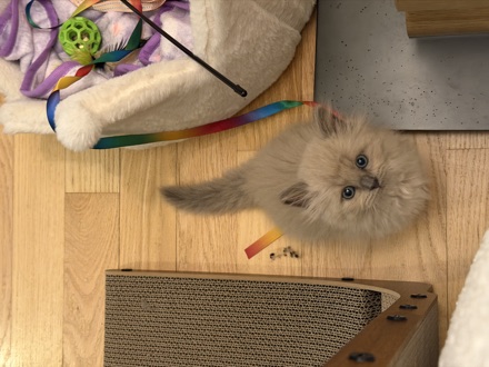 Real photo of Maple