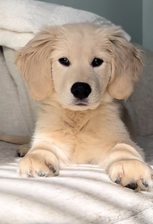 Real photo of Milo