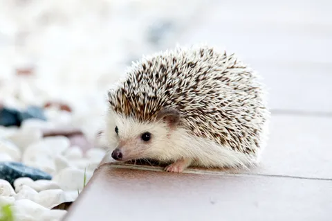 Real photo of Quill