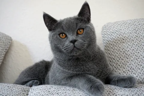 Real photo of Winston